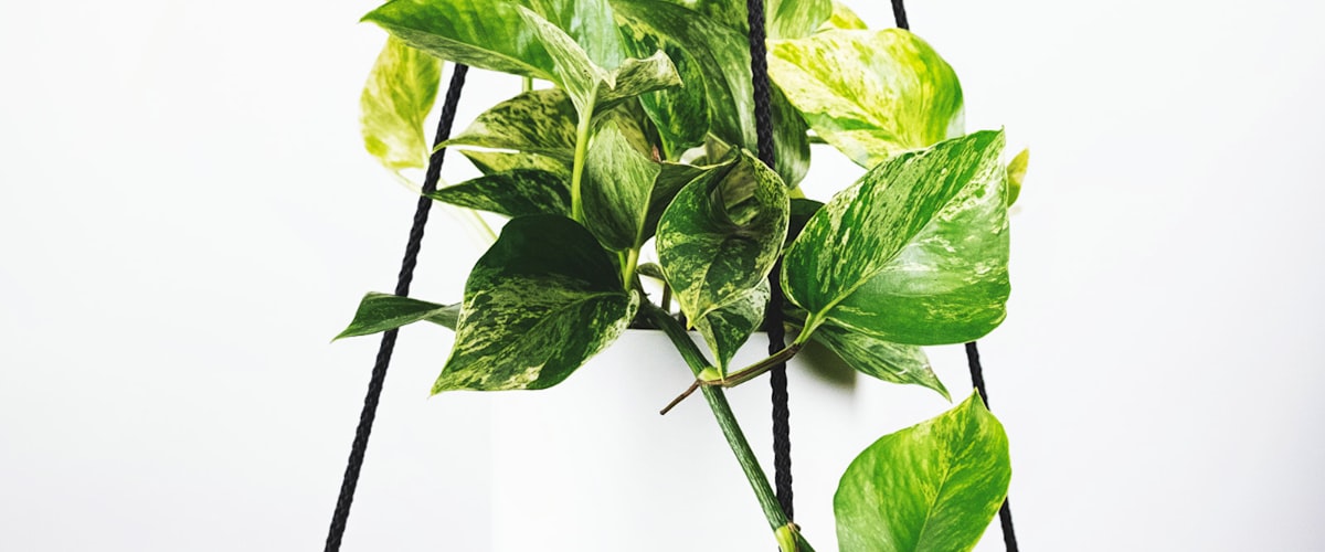 2026世界杯三大主办国联合宣传海报